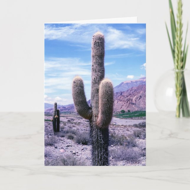 Cactus in Jujuy Province - Northern Argentina Card (Front)