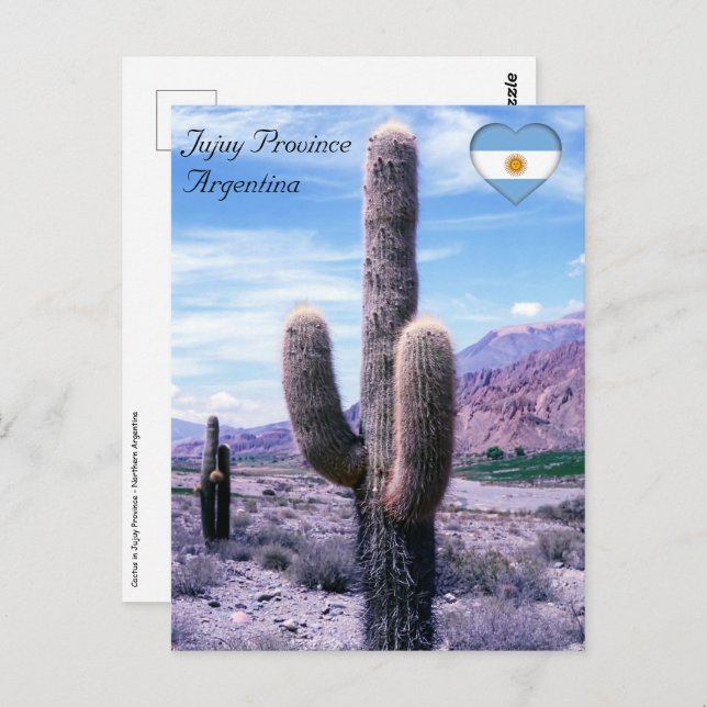 Cactus in Jujuy Province - Northern Argentina Postcard (Front/Back)