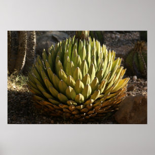 Cactus in Morning Light Poster