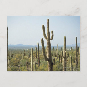 Cactus in Saguaro National Park , Arizona 2 Postcard