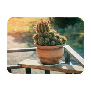 Cactus in sunlight magnet