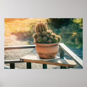 Cactus in sunlight poster