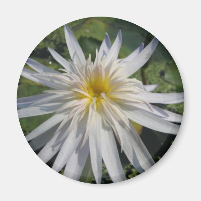 Cactus Jack Magnet (Front)