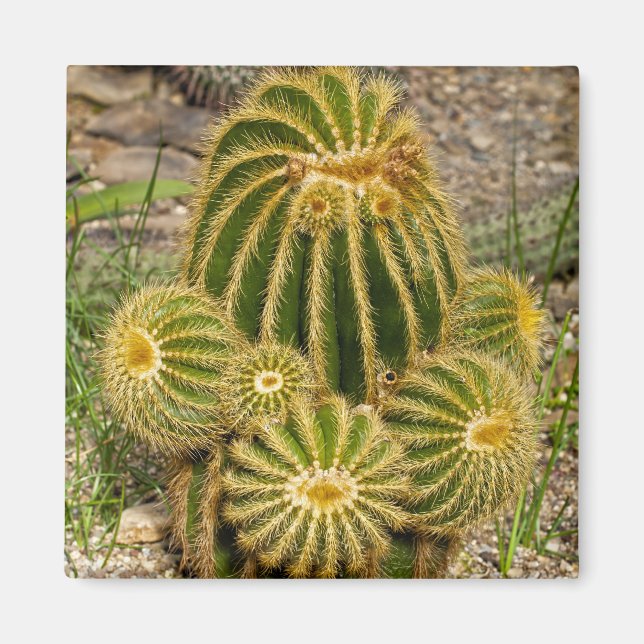 Cactus Magnet (Front)