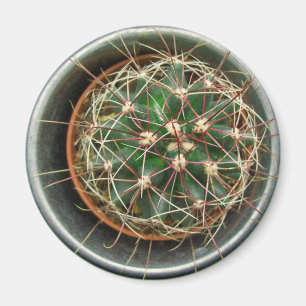 Cactus on Fridge Magnet