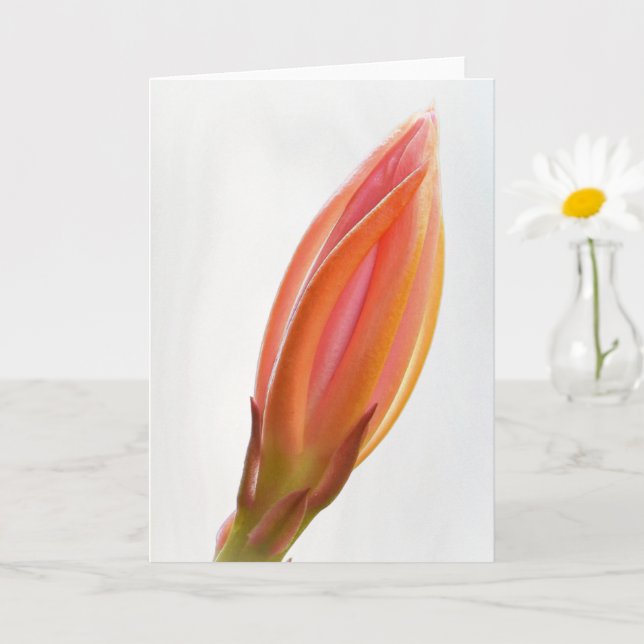 Cactus Orchid Bud Orange Flower Art Note Card (Small Plant)