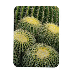 Cactus Pattern Magnet