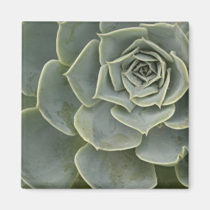 Cactus pattern magnet