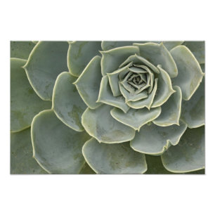 Cactus pattern photo print