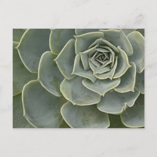 Cactus pattern postcard
