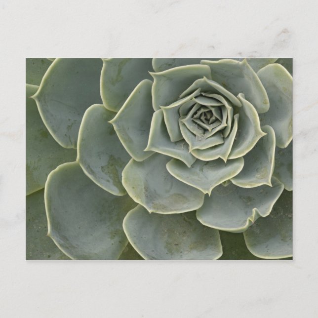 Cactus pattern postcard (Front)