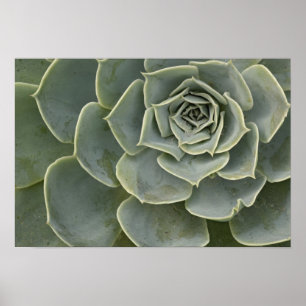 Cactus pattern poster