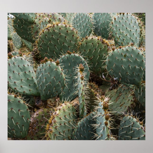 Cactus pattern: trendy Opuntia ficus-indica. Poster (Front)