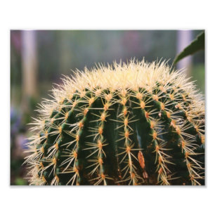 Cactus Photo Print