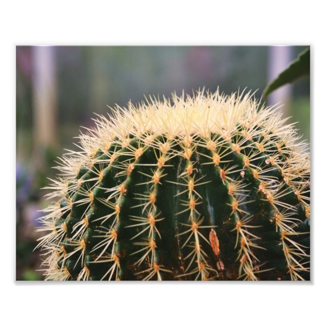 Cactus Photo Print (Front)
