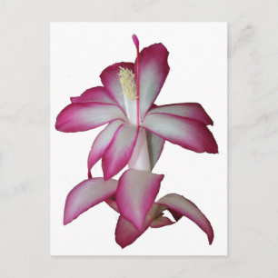 Cactus pink and white flower, succulent bloom postcard