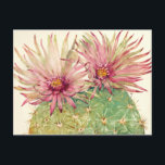 Cactus Pink Blossoms Postcard<br><div class="desc">Cactus Pink Blossoms  Artist: Tim OToole</div>