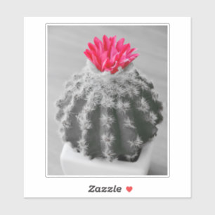 Cactus Plant  Black White Photo With Pink Flower