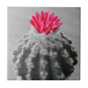 Cactus Plant  Black White Photo With Pink Flower Ceramic Tile