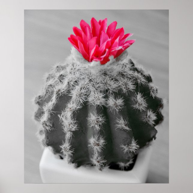 Cactus Plant  Black White Photo With Pink Flower Poster (Front)