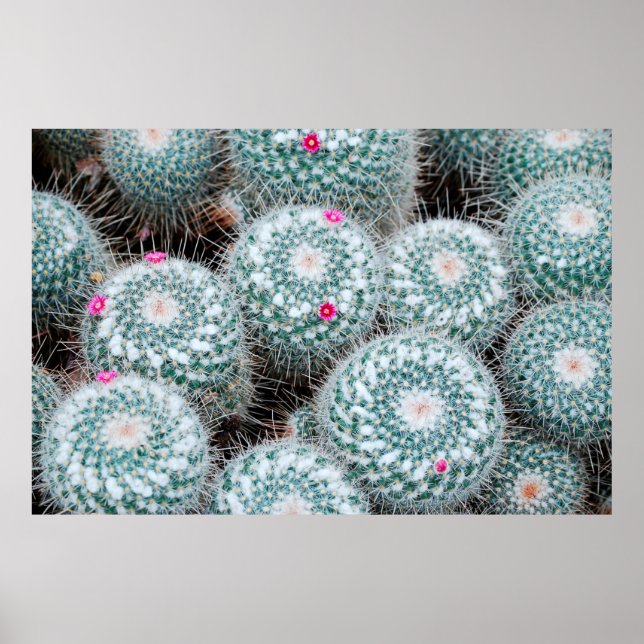 Cactus Plants with Tiny Pink Flowers Poster (Front)