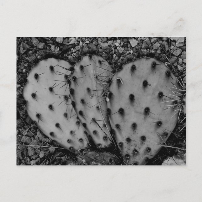 Cactus Portrait B/W Photograph  Postcard (Front)