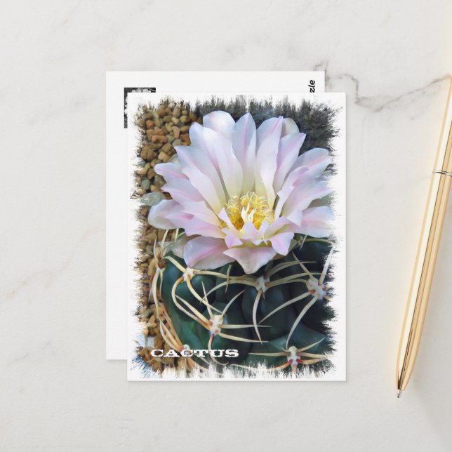 Cactus Postcard (Front/Back In Situ)