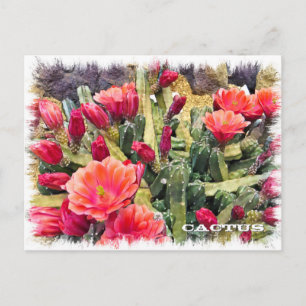 Cactus Postcard