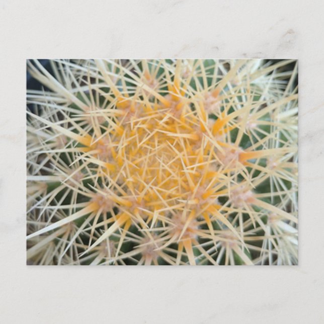 Cactus Postcard (Front)