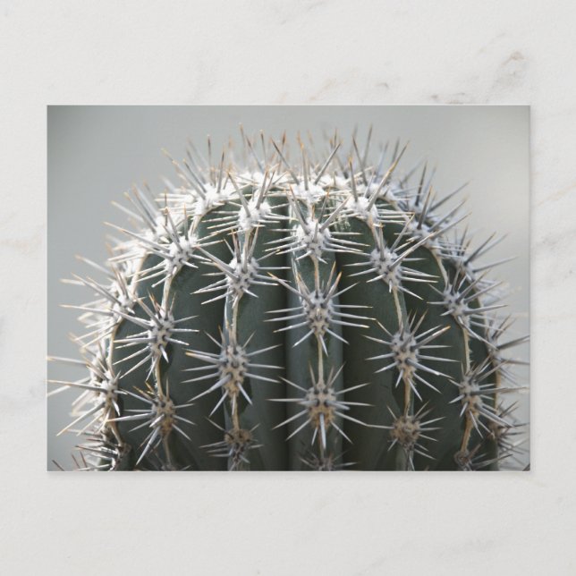 Cactus Postcard (Front)
