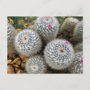 Cactus Postcard