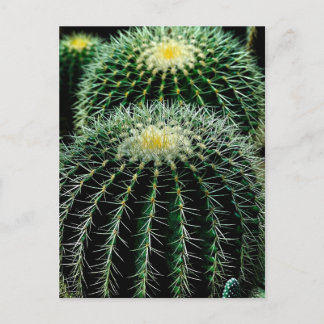 Cactus Postcard