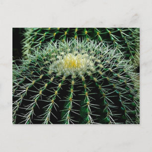 Cactus Postcard