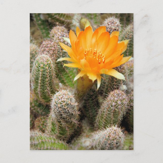 Cactus：Postcard Postcard (Front)