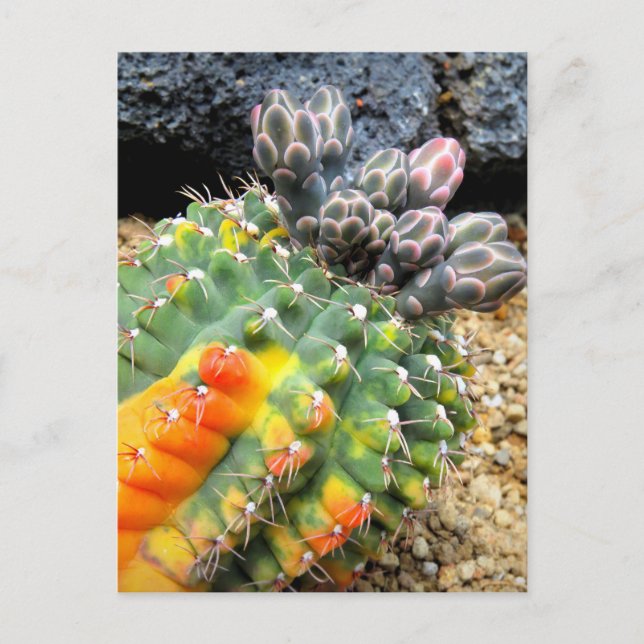 Cactus：Postcard Postcard (Front)