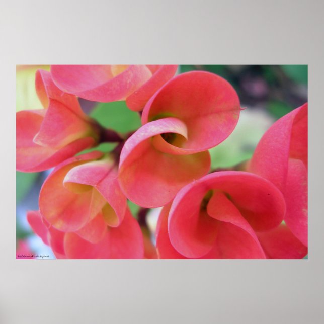 Cactus Poster (Front)