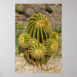Cactus Poster