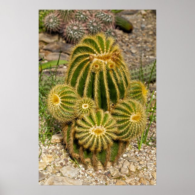 Cactus Poster (Front)