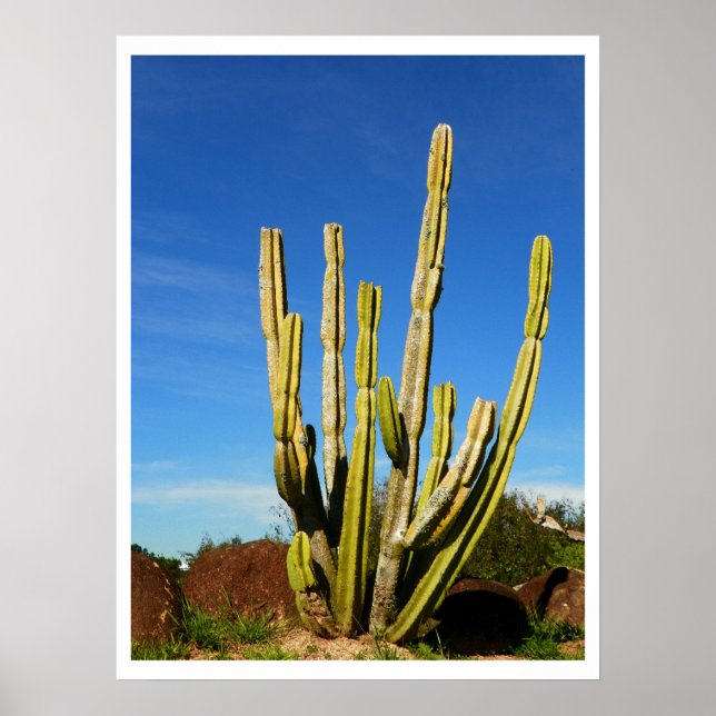 Cactus Poster (Front)