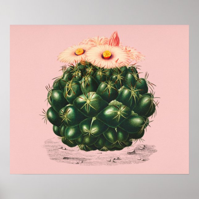 Cactus Poster (Front)