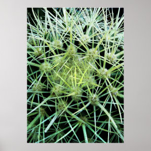 Cactus Poster
