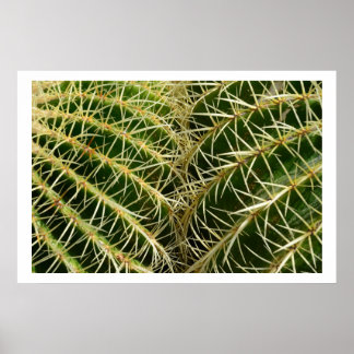 Cactus Poster