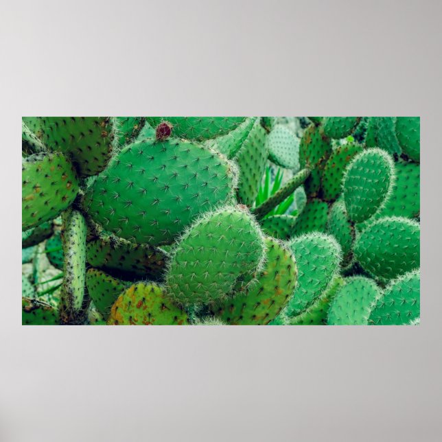 Cactus, prickly pear cactus ,cactus spines, close  poster (Front)