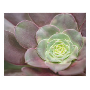 Cactus Print   A Desert Cactus Flower Notepad