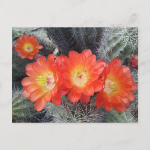Cactus Quartet Postcard