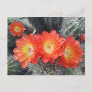 Cactus Quartet Postcard