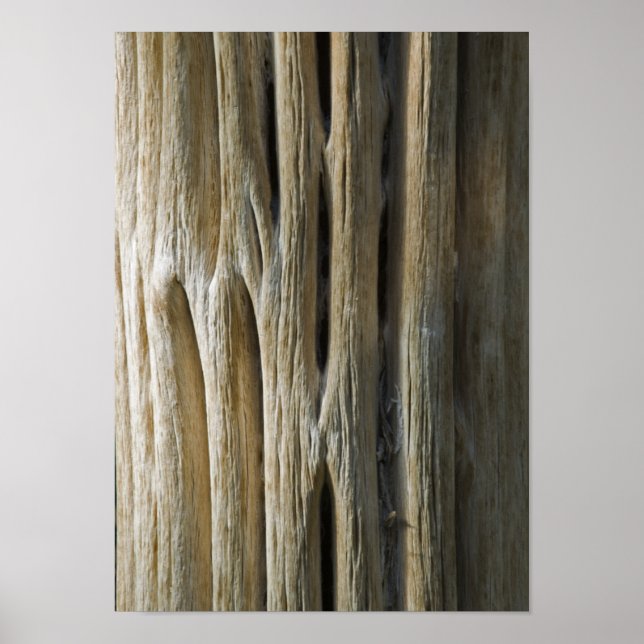 Cactus Skeleton Poster (Front)