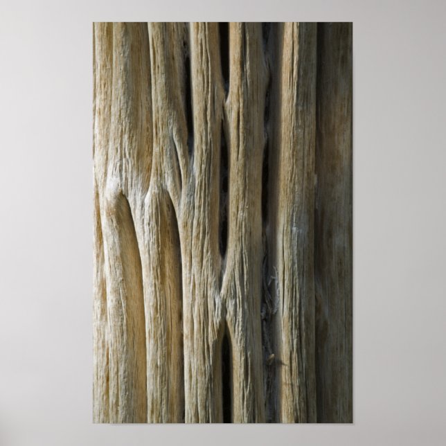 Cactus Skeleton Poster (Front)
