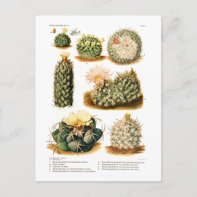 Cactus species postcard (Front)