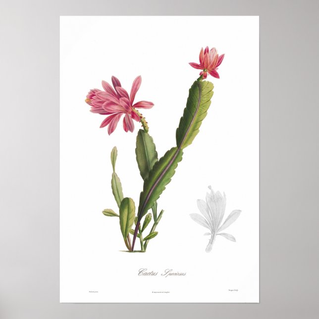 Cactus speciosus poster (Front)